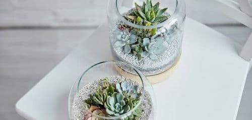 Warsztaty florystyczne dla seniorów - Las w szkle