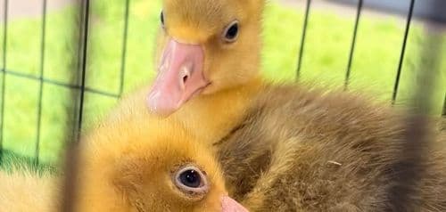 Warsztaty ze zwierzakami z Puchatej Radości