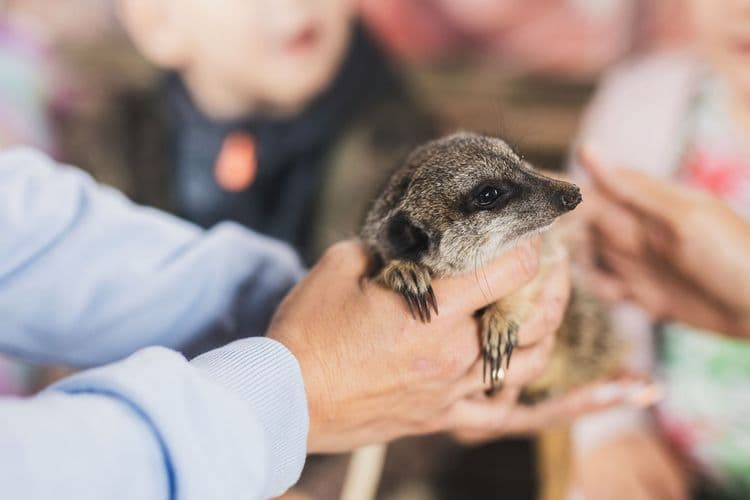 Warsztaty ze zwierzakami z Puchatej Radości